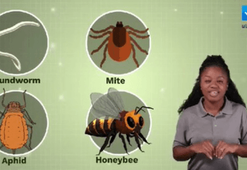 SS 2 Biology