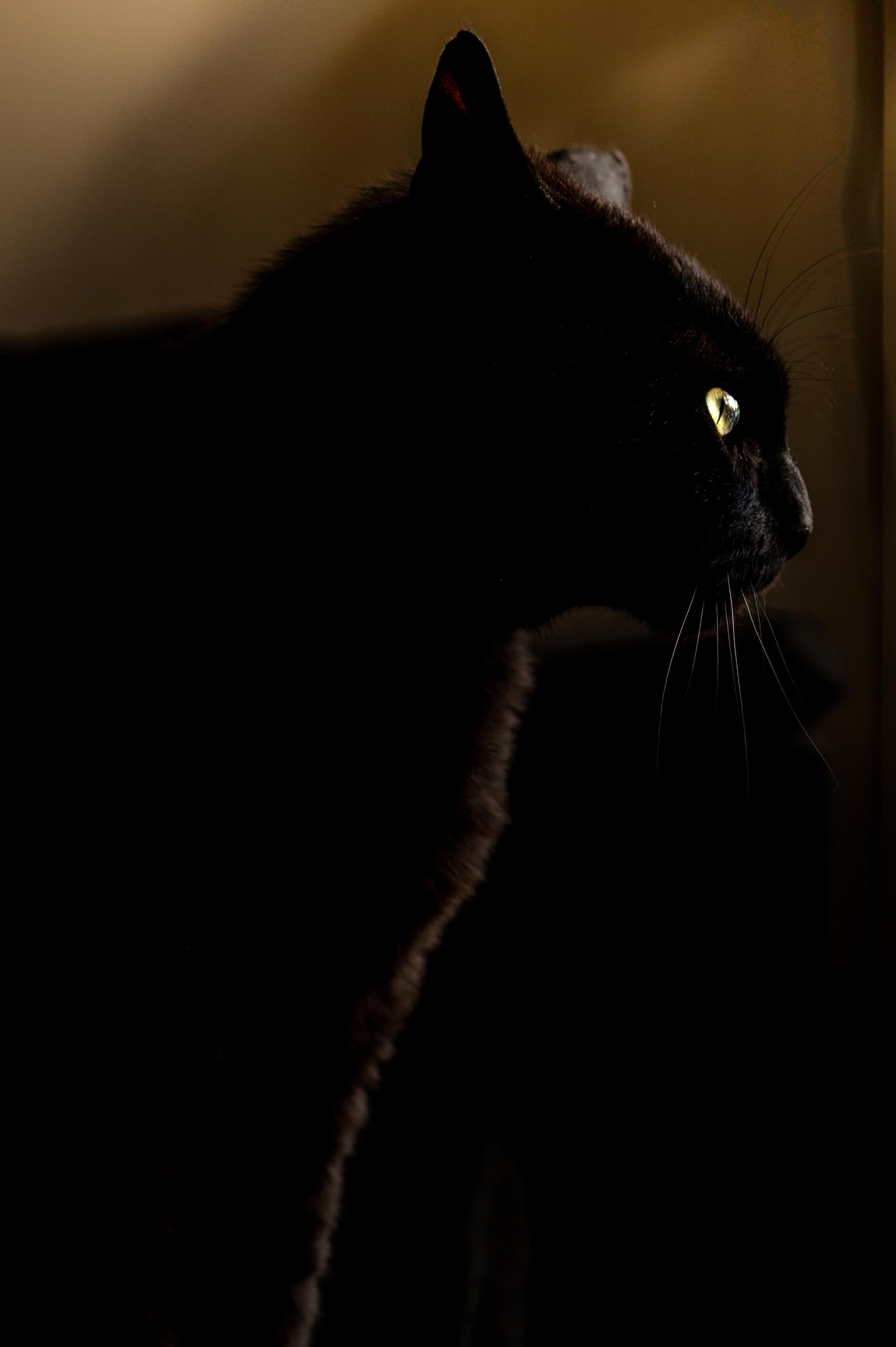 The Cat