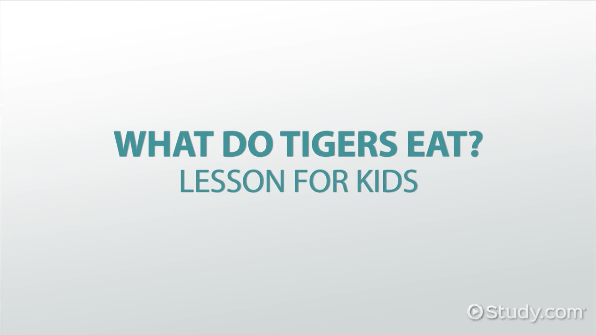 What do Tigers Eat? - Lesson for Kids