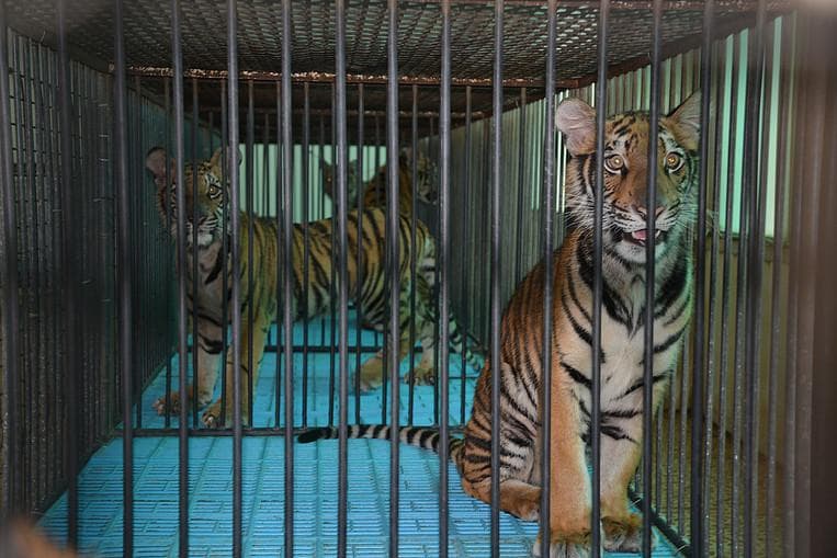 The Tiger Mafia